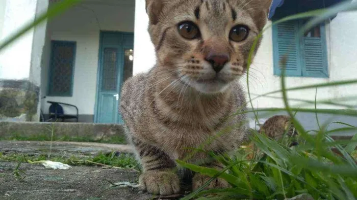Gato raça Vira-lata idade 2 a 6 meses nome Vlad