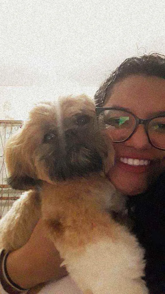 Cachorro ra a Shih tzu idade 7 a 11 meses nome Kiara