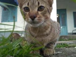 Gato raça Vira-lata idade 2 a 6 meses nome Vlad