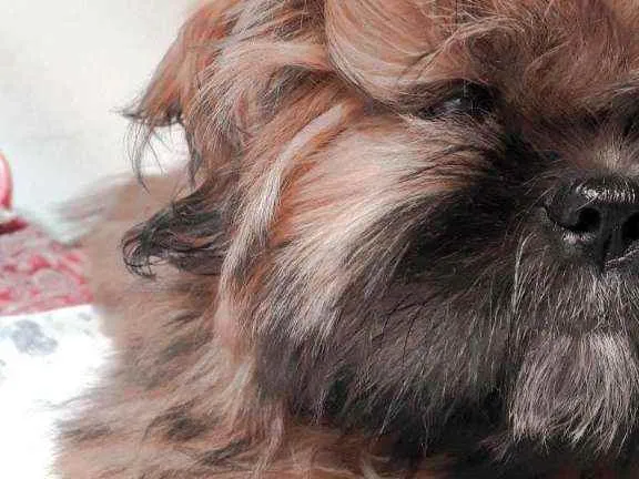 Cachorro ra a Shih tzu idade 7 a 11 meses nome Kiara