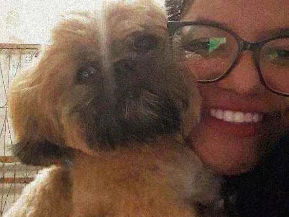 Cachorro ra a Shih tzu idade 7 a 11 meses nome Kiara