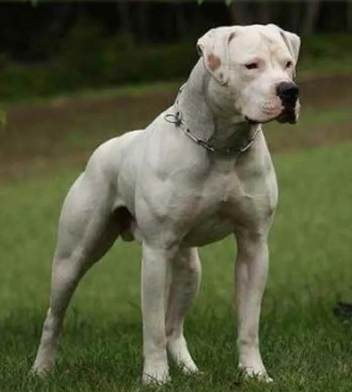 Cachorro ra a Buldogue Americano  idade 4 anos nome Humus 