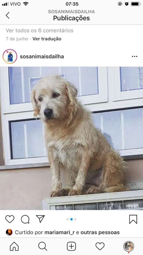 Cachorro ra a SRD-ViraLata idade 2 a 6 meses nome Polaca