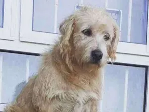 Cachorro raça SRD-ViraLata idade 2 a 6 meses nome Polaca