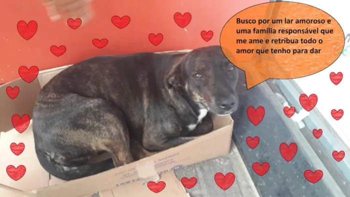 Cachorro ra a SRD-ViraLata idade 7 a 11 meses nome Rajadinha