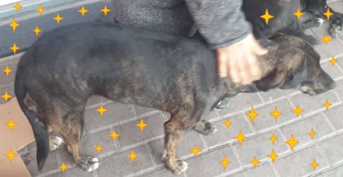 Cachorro ra a SRD-ViraLata idade 7 a 11 meses nome Rajadinha
