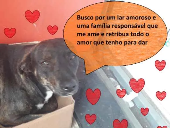 Cachorro ra a SRD-ViraLata idade 7 a 11 meses nome Rajadinha