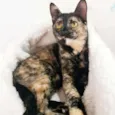 MIA