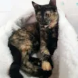 MIA