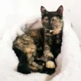 MIA