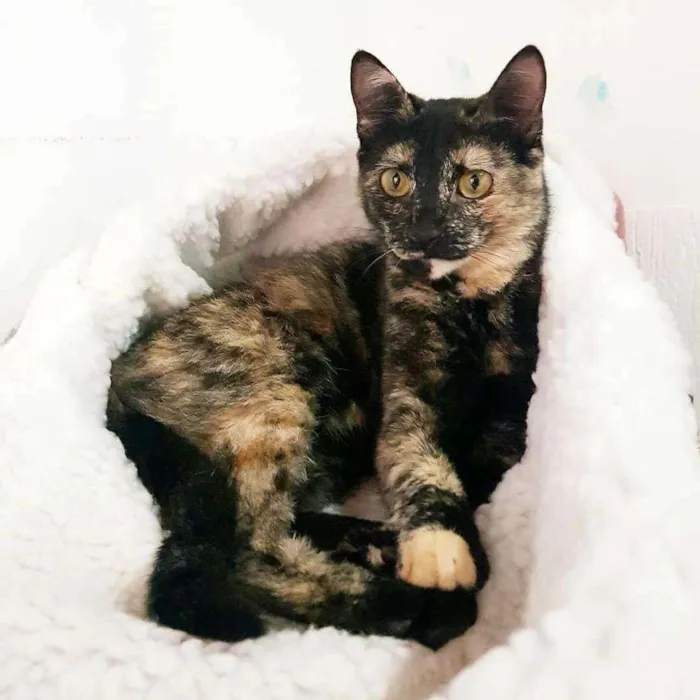 Gato ra a SRD idade 1 ano nome MIA