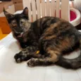 MIA