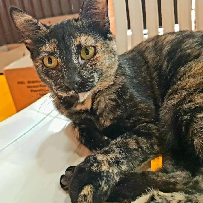 Gato ra a SRD idade 1 ano nome MIA