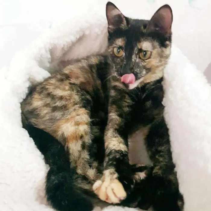 Gato ra a SRD idade 1 ano nome MIA
