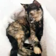 MIA