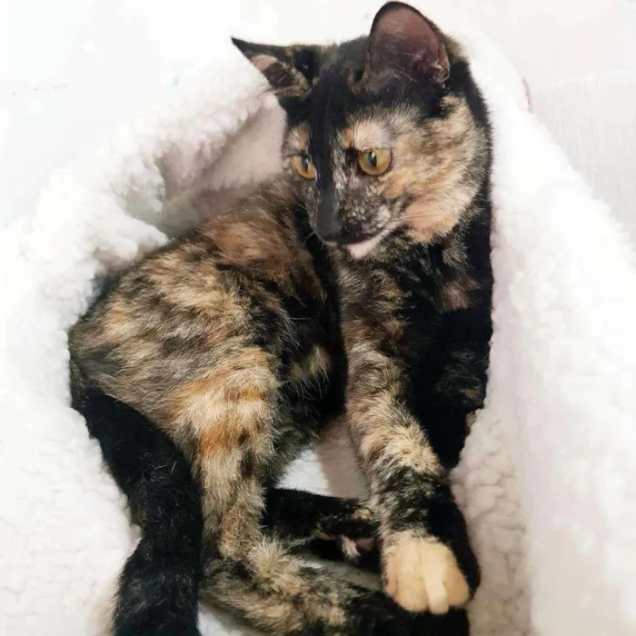 Gato ra a SRD idade 1 ano nome MIA
