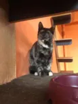 MIA