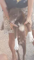 Danila