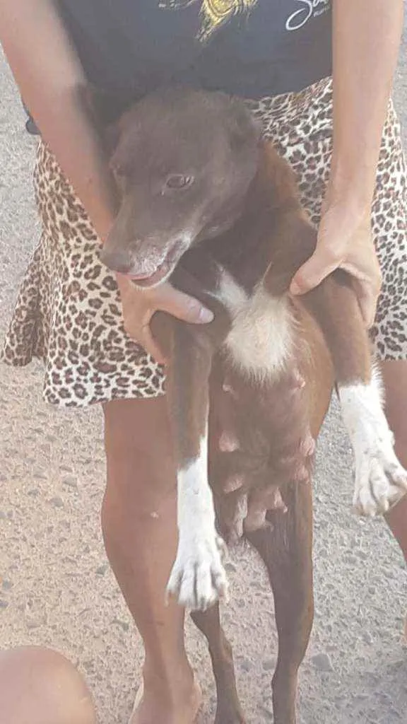 Cachorro ra a Srd idade  nome Danila