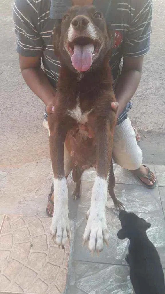 Cachorro ra a Srd idade  nome Danila