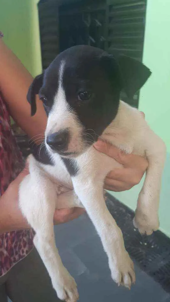 Cachorro ra a Srd idade  nome Danila