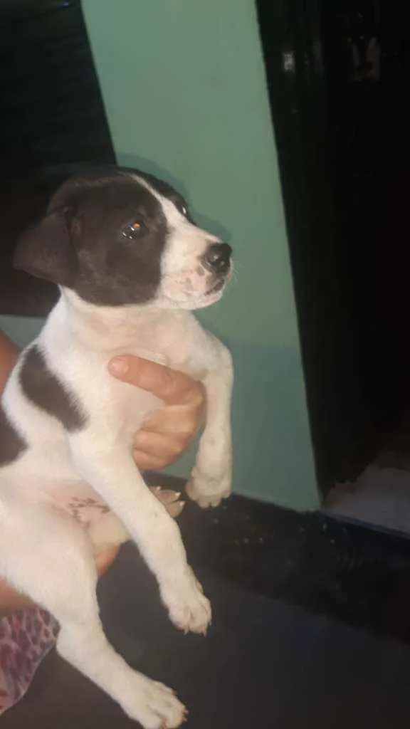 Cachorro ra a Srd idade  nome Danila