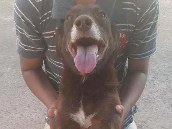 Cachorro ra a Srd idade  nome Danila