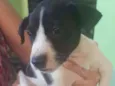 Danila