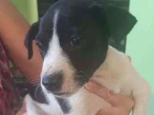 Cachorro raça Srd idade  nome Danila