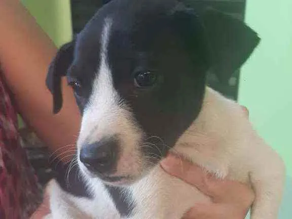 Cachorro ra a Srd idade  nome Danila