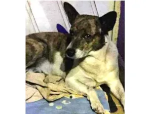 Cachorro raça  idade  nome Tobi