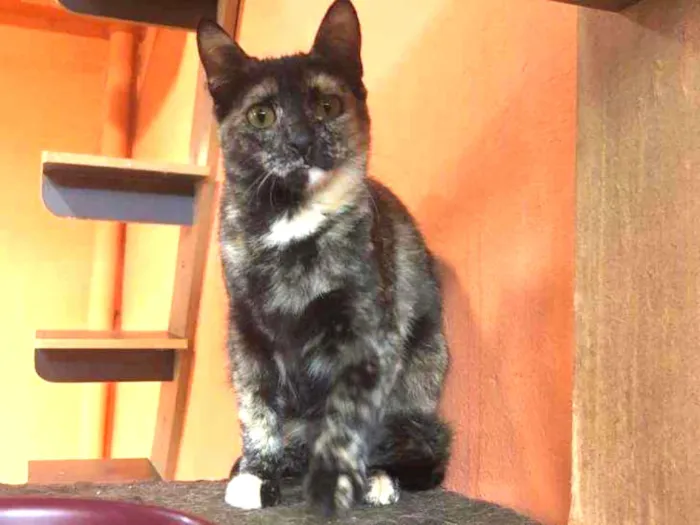 Gato ra a SRD idade 1 ano nome MIA