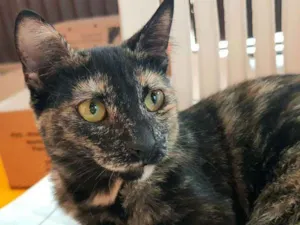 Gato raça SRD idade 1 ano nome MIA