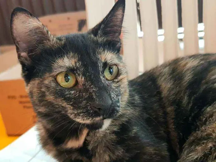 Gato ra a SRD idade 1 ano nome MIA