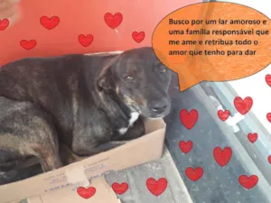Cachorro raça SRD-ViraLata idade 7 a 11 meses nome Rajadinha