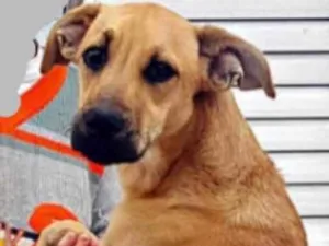 Cachorro raça Srd idade 1 ano nome Dara