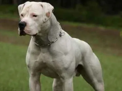 Cachorro raça Buldogue Americano  idade 4 anos nome Humus 