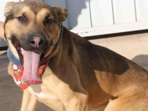 Cachorro raça SRD idade 1 ano nome Jack