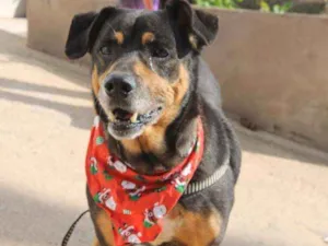 Cachorro raça SRD idade 6 ou mais anos nome Fred 
