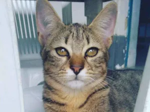 Gato raça Vira-lata idade 2 a 6 meses nome Íris