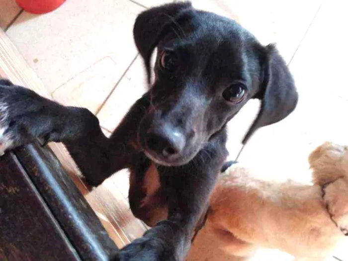 Cachorro ra a Vira lata idade 7 a 11 meses nome Athena