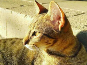 Gato raça Vira-lata idade 2 a 6 meses nome Morfeu
