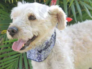 Cachorro raça SRD idade 4 anos nome Bob