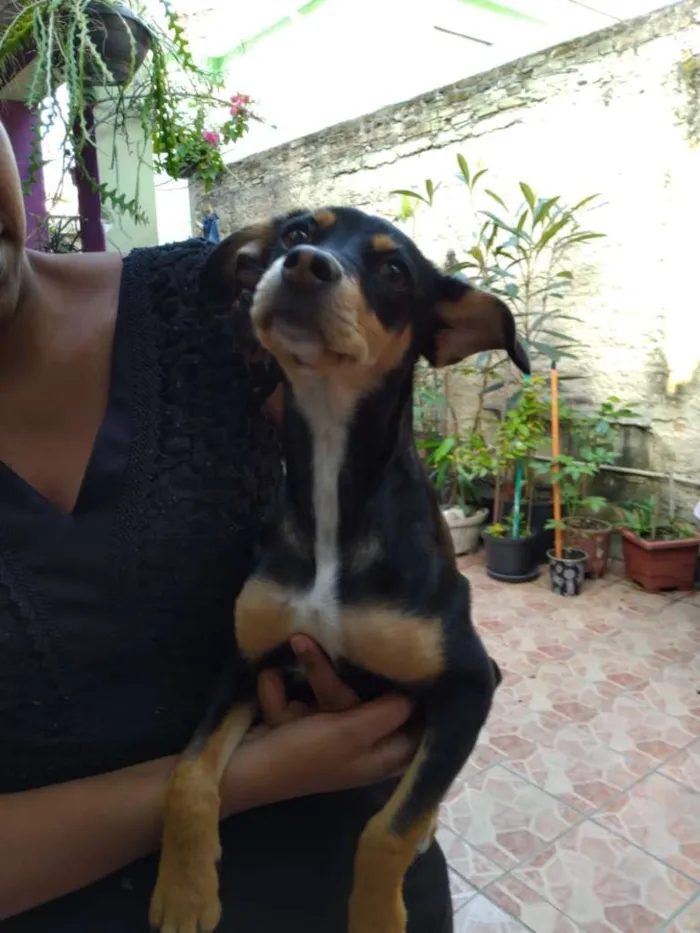 Cachorro ra a SRD-ViraLata idade 2 a 6 meses nome Sem nome