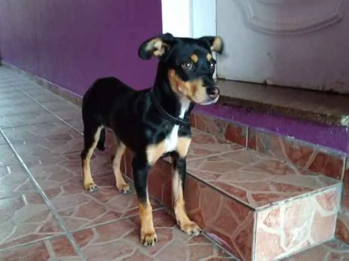 Cachorro ra a SRD-ViraLata idade 2 a 6 meses nome Sem nome