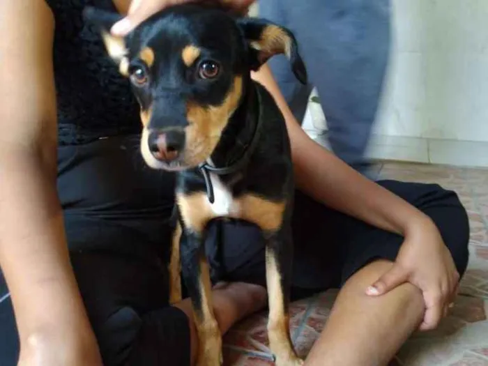 Cachorro ra a SRD-ViraLata idade 2 a 6 meses nome Sem nome