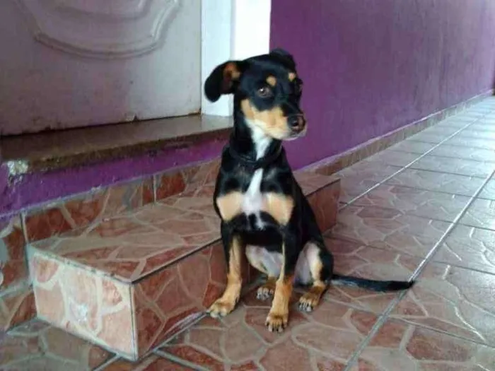 Cachorro ra a SRD-ViraLata idade 2 a 6 meses nome Sem nome