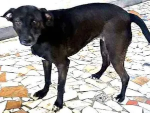 Cachorro raça Srd idade 2 anos nome Talía