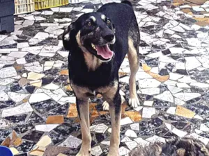 Cachorro raça Srd idade 2 anos nome Juca