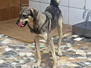 Cachorro raça Srd idade 2 anos nome Nicky